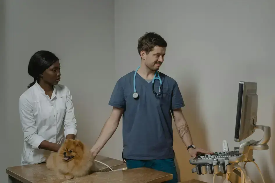 cursos de auxiliar de veterinário gratuito